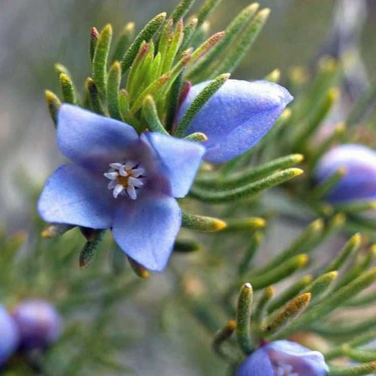 Naturepathway's tweet photo. Delicate blue Boronia bloom with needle-like foliage. #Boronia #AustralianNative #BlueFlowers https://t.co/hTNg3agPTs