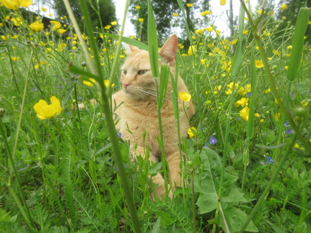 I KamuFlasjeKrattHagen er det godt og være sier Kneippen og myser mot verden i MorgenModus mens Zylfiden har jogga på FerskFrokostJaktTur og MatMor sitter ved PC'n med VåknOppKaffe og NyhetsLesing som vanlig og noterer ElleveVarmeGrader utenfor VindusGlugga og en GodTorsdag ☕️