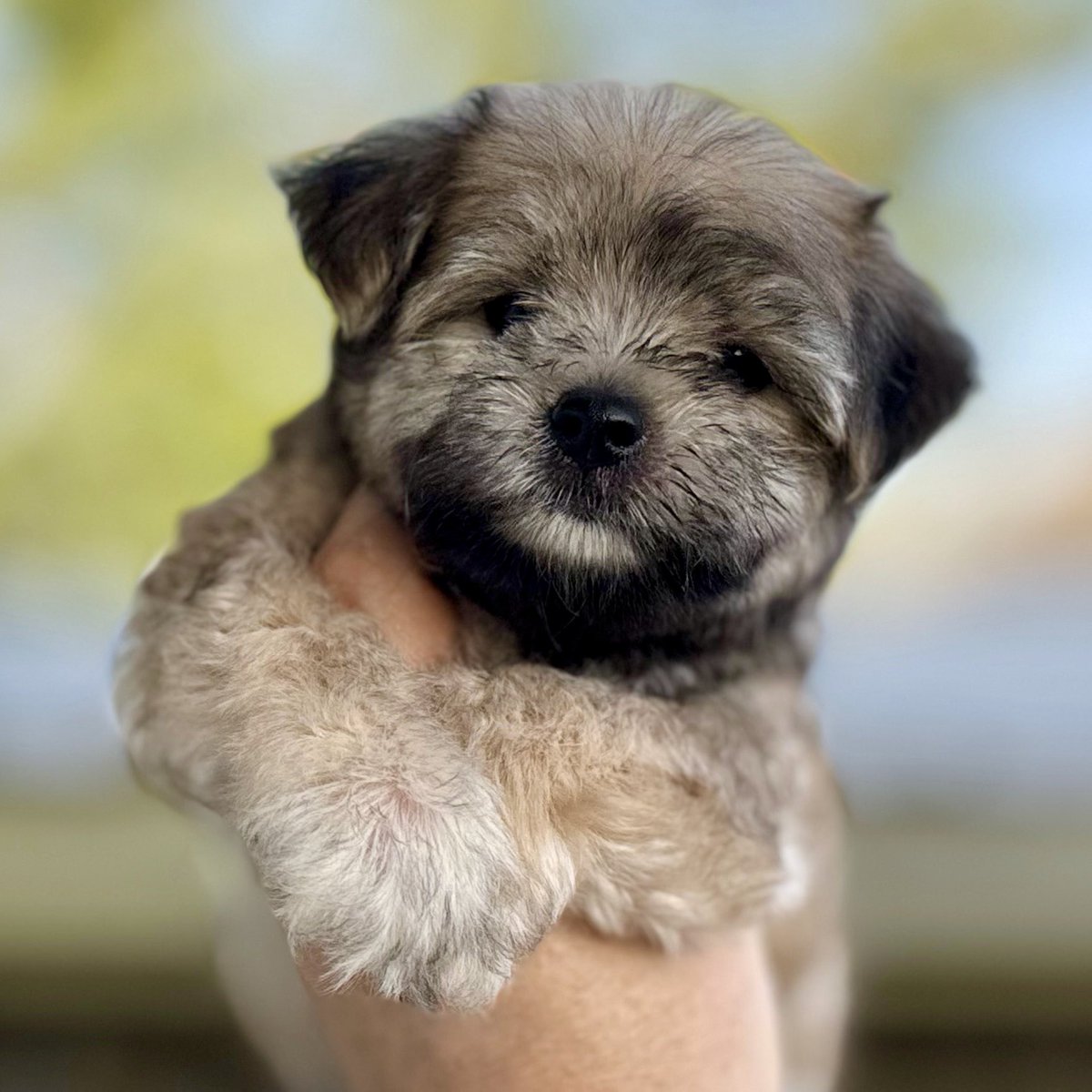 abcpuppies's tweet photo. Meet our adorable Malticavapoos – hypoallergenic, cuddly, and full of personality!
Perfect for families 🐶💛
Located in Texas.

#Malticavapoo #DoodleMix #PoodleMix #HypoallergenicDog #SmallDogs #TexasPuppies #DogLovers #FurBaby #CuteDogs #ABCPuppy #956Pets #PuppyLove https://t.co/gg8dvyvwZ6