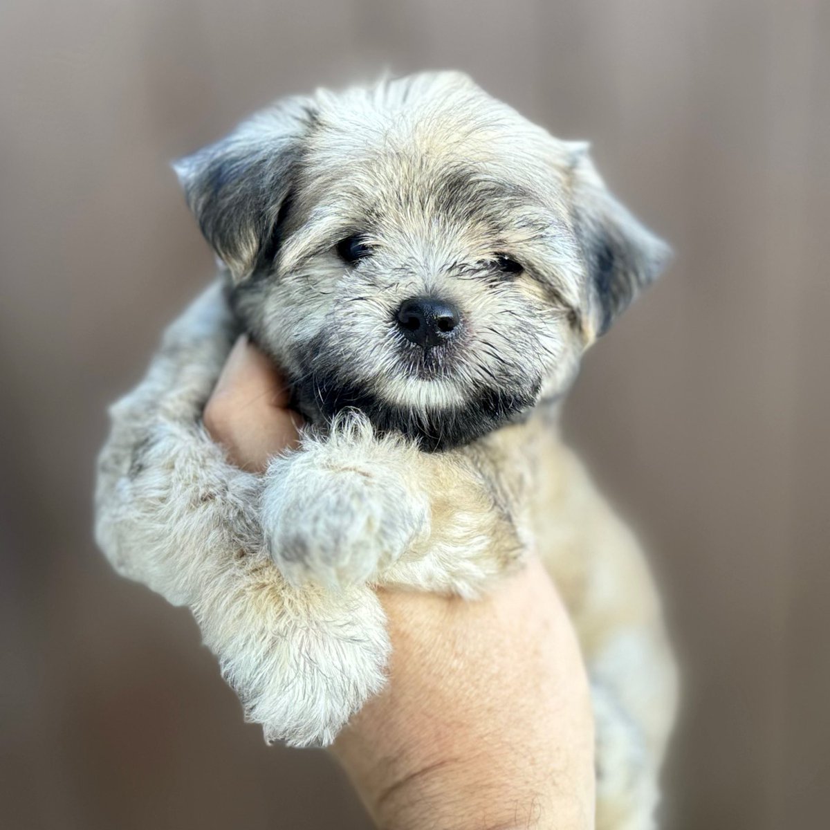 abcpuppies's tweet photo. Meet our adorable Malticavapoos – hypoallergenic, cuddly, and full of personality!
Perfect for families 🐶💛
Located in Texas.

#Malticavapoo #DoodleMix #PoodleMix #HypoallergenicDog #SmallDogs #TexasPuppies #DogLovers #FurBaby #CuteDogs #ABCPuppy #956Pets #PuppyLove https://t.co/gg8dvyvwZ6