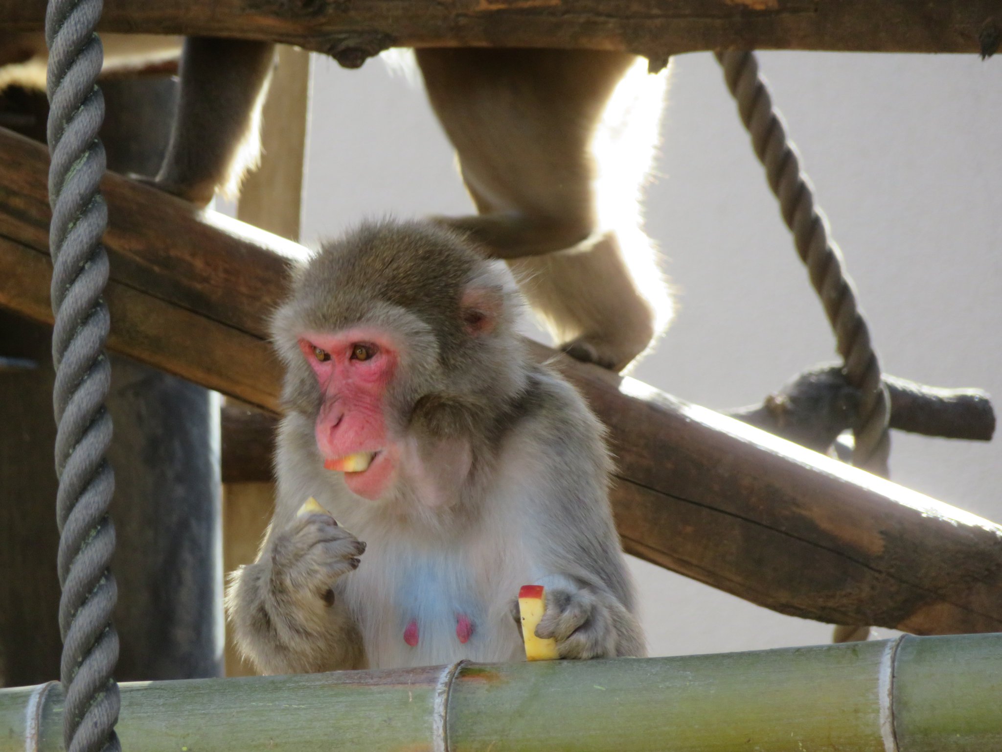 動物園学 オリジナル動画：京都大学野生動物研究センター | KyotoU Channel