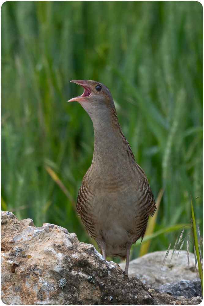 Bıldırcınkılavuzu 

Bolu / Haziran 2025

#Hangitür #birdwatching #wildlifephotography #kuşgözlemi
#crexcrex #corncrake