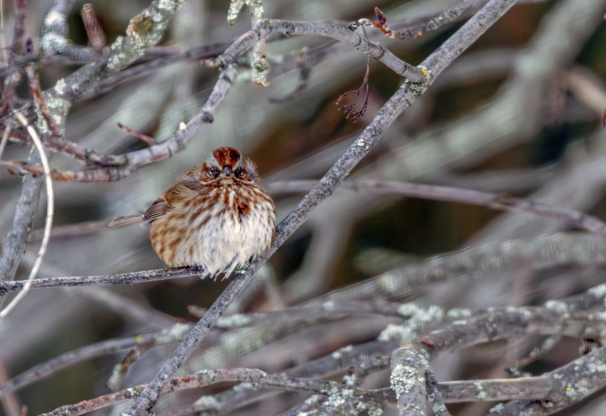 A sparrow giving me the once-over. Twice.