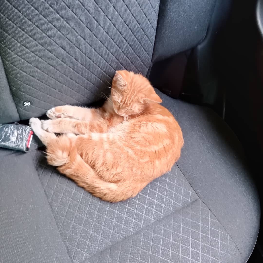 URGENT ‼️‼️
Is there anyone out there missing your cats as per picture??? 

Kakak i jumpa dua ekor anak kucing ni dekat area SELAYANG BARU. Berkeliaran &amp; kena kejar dengan kucing besar. Dorang masuk dalam enjin kereta depan klinik (time tu kakak dekat dalam kliniki) sebab takut.