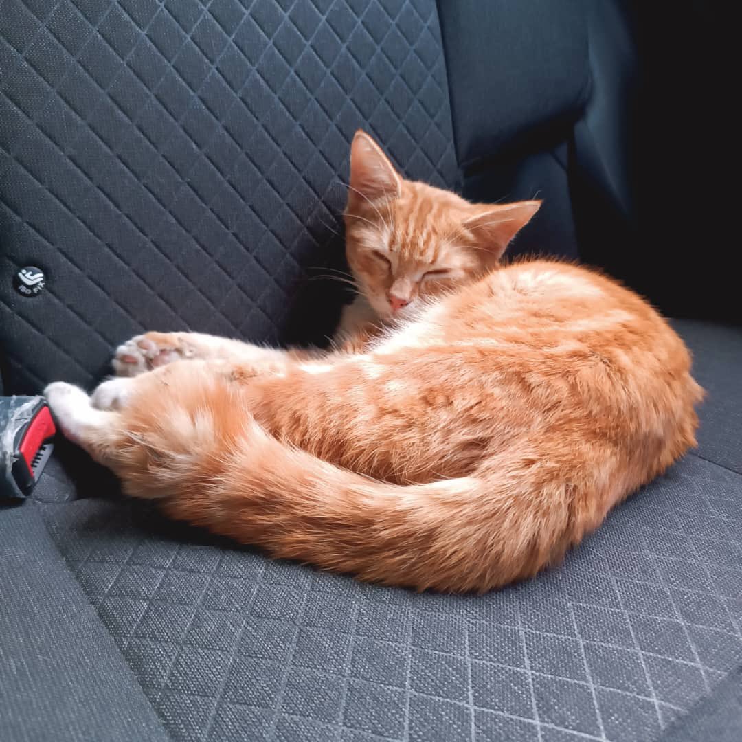 niinaabiha's tweet photo. URGENT ‼️‼️
Is there anyone out there missing your cats as per picture??? 

Kakak i jumpa dua ekor anak kucing ni dekat area SELAYANG BARU. Berkeliaran &amp; kena kejar dengan kucing besar. Dorang masuk dalam enjin kereta depan klinik (time tu kakak dekat dalam kliniki) sebab takut. https://t.co/QaTtRKXWkj