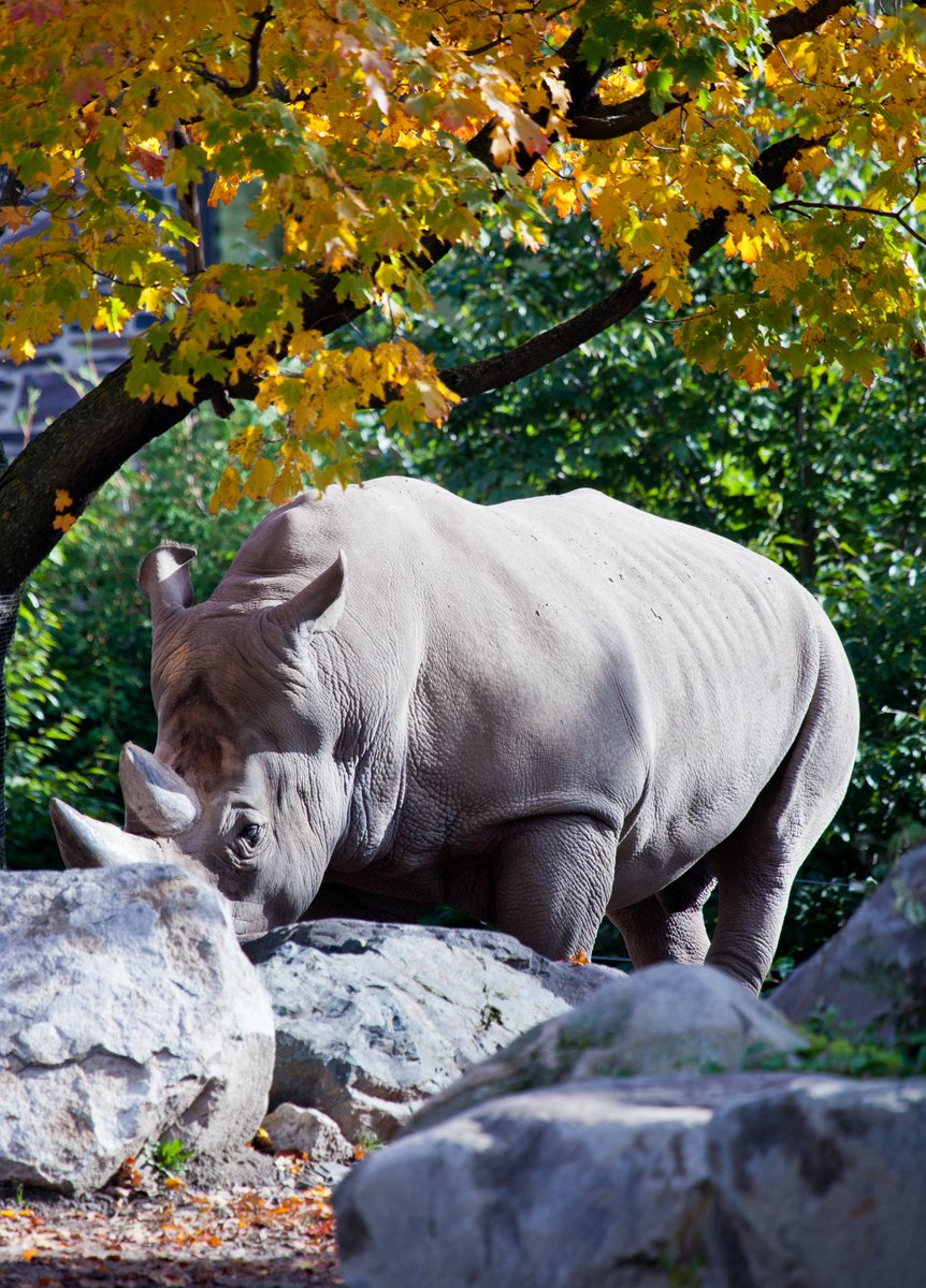 White Rhinos are disappearing fast.