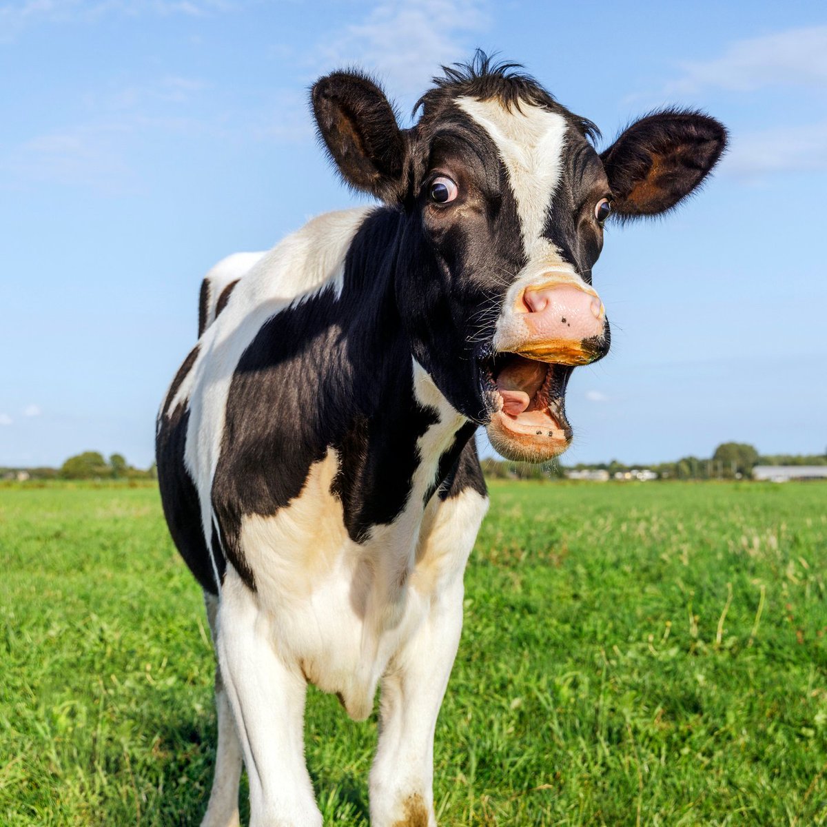 Fas'ta hayvan azlığı nedeniyle kurban kesimi yasaklandı.

• Fas Kralı Muhammed, Fas halkı adına sembolik olarak kendisi kurban kesecek.