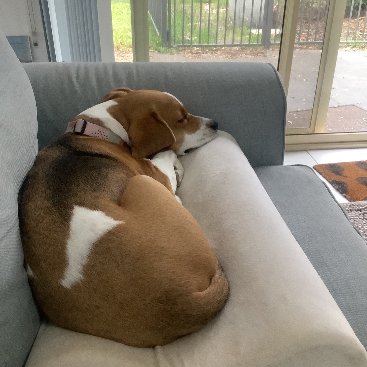 Couch isn’t enough…needs a memory foam pillow as well. 😂🐶
#beagle #beaglefacts