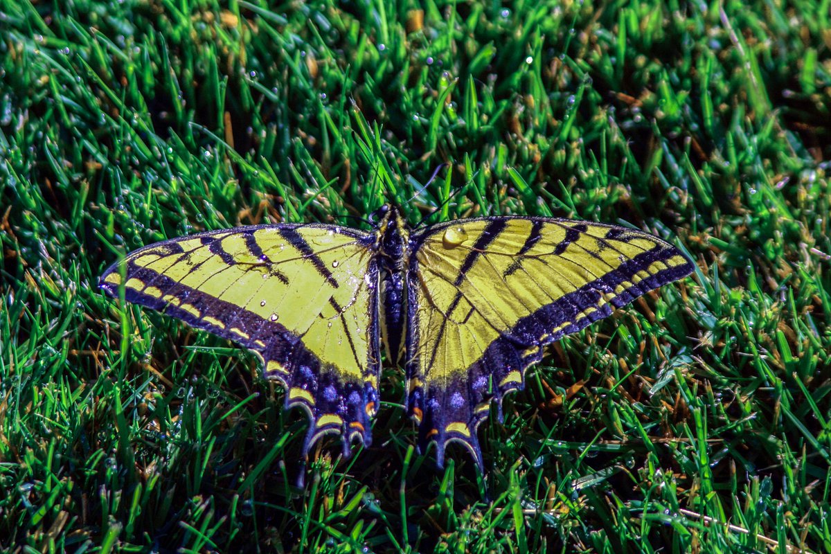 An Eastern Tiger Swallowtail dries his wings in the sun to enable itself to fly again.
