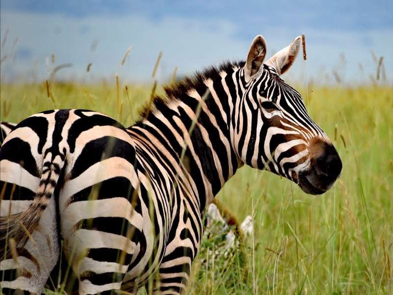 nyanasafaris's tweet image. Want a safari with a twist?
Lake Mburo offers more than just game drives:
🌿 Nature walks
🚴 Biking through the wild
🛶 Boat rides across hippo-filled waters
🌄 Bush camping & bird watching
Perfect for couples, solo travelers, and nature lovers.
📩 Start your Mburo adventure…