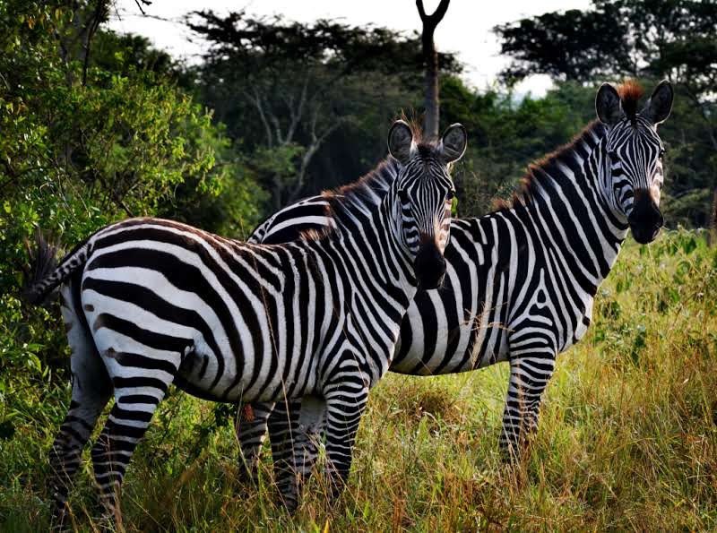 nyanasafaris's tweet image. Want a safari with a twist?
Lake Mburo offers more than just game drives:
🌿 Nature walks
🚴 Biking through the wild
🛶 Boat rides across hippo-filled waters
🌄 Bush camping & bird watching
Perfect for couples, solo travelers, and nature lovers.
📩 Start your Mburo adventure…