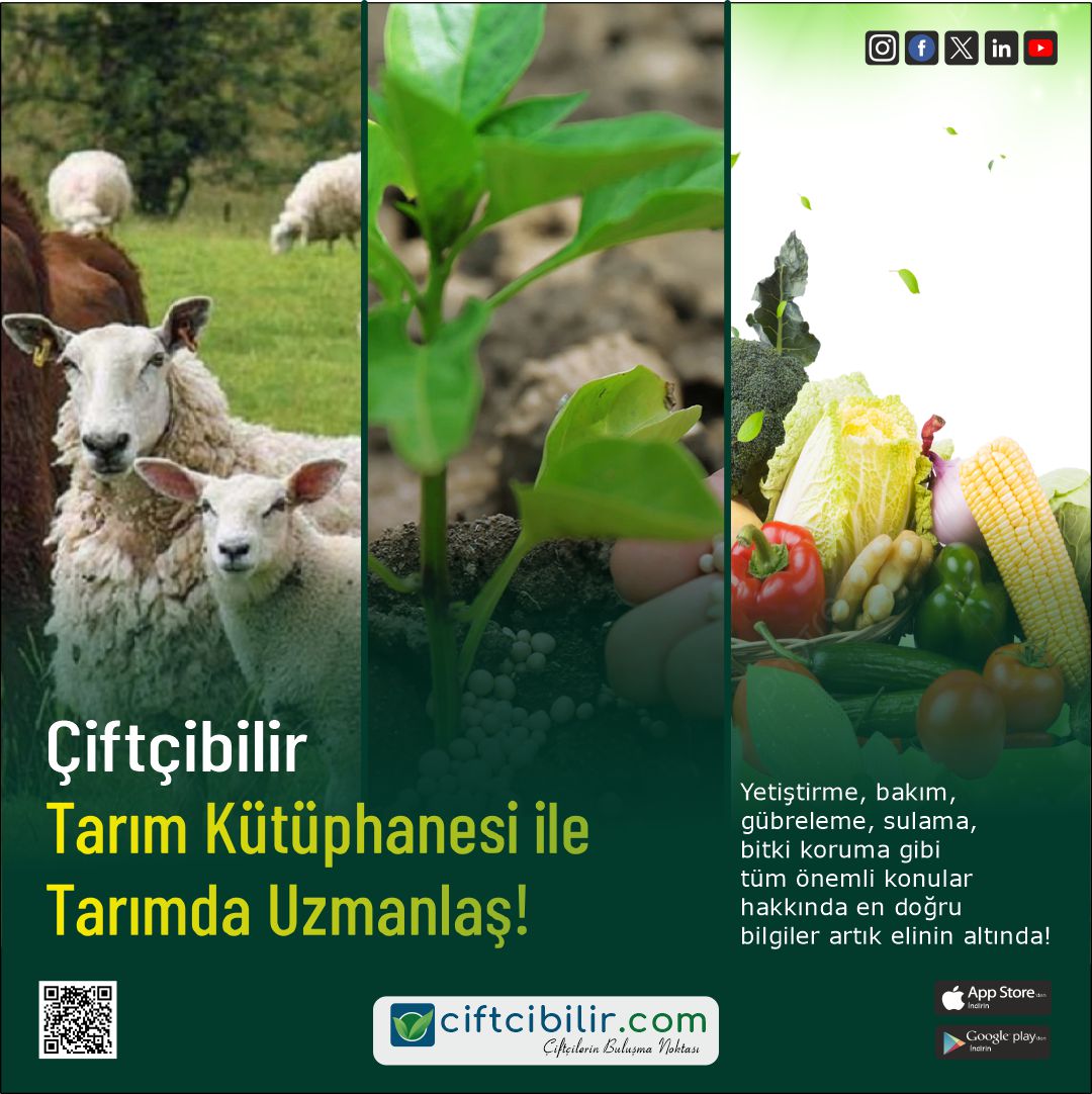 Daha fazla bilgiye sitemizin Tarım Kütüphanesi bölümünden ulaşabilirsiniz.
İlanlarınızı sitemizde ücretsiz yayınlayabilirsiniz...
ciftcibilir.com