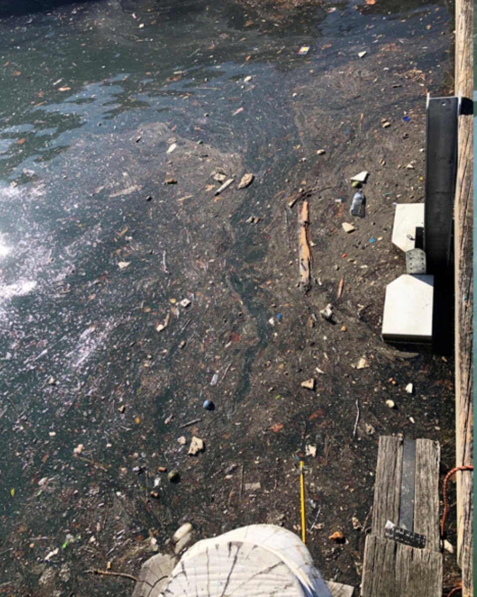 seamuseum_'s tweet image. ✨ Before and after a Seabin cleans waters at the Maritime Museum!

Check out the incredible transformation thanks to our amazing onsite partners at Seabin! 
sea.museum/en/whats-on/ev…

#SeaBin