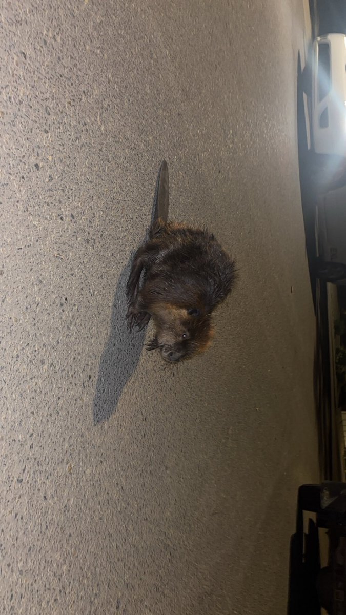 Brian Jaster tweet media