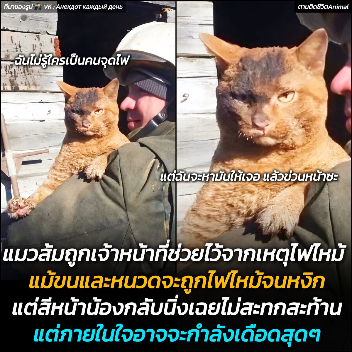 แมวส้มในรัสเซียถูกเจ้าหน้าที่ดับเพลิงช่วยเหลือจากเหตุการณ์ไฟไหม้ แต่เจ้าตัวกลับสงบนิ่ง สีหน้าเต็มไปด้วยความขุ่นมัว ชาวเน็ตที่เห็นข่าวนี้ต่างบอกว่า หรือจริงๆ แล้วน้องกำลังจะคิดแก้แค้น 🤣🤣🤣
แมวส้ม : ฉันไม่รู้ว่าเป็นคนจุดไฟ ฉันไม่รู้ว่าแกทำแบบนั้นไม่ทำไม แต่ฉันจะหาแกให้เจอ