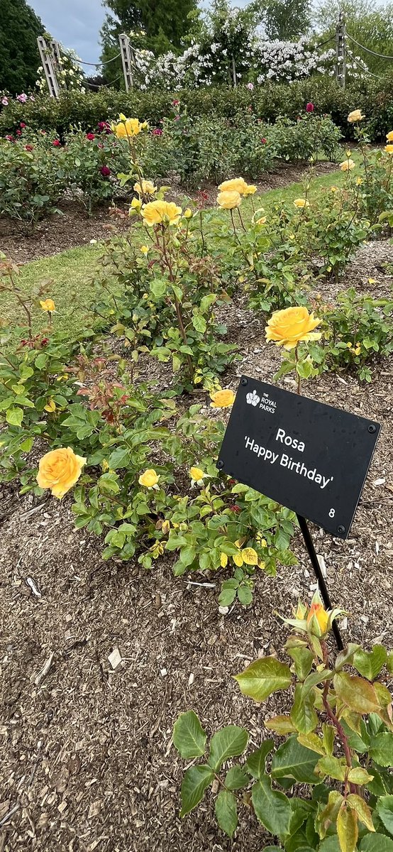 Annwen Jones OBE (@jonesannwen) on Twitter photo A chance visit yesterday to The Regent’s Park <a href="/theroyalparks/">The Royal Parks</a> Wow, wow, wow! Over 40,000 roses in full bloom - a stunning floral spectacle & the smell is divine.
Best time to see the #roses is first 2-3 weeks of June. All free. Do go if you can 🌹💚 A chance visit yesterday to The Regent’s Park <a href="/theroyalparks/">The Royal Parks</a> Wow, wow, wow! Over 40,000 roses in full bloom - a stunning floral spectacle & the smell is divine.
Best time to see the #roses is first 2-3 weeks of June. All free. Do go if you can 🌹💚