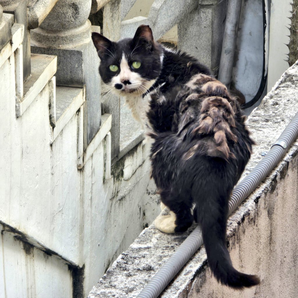 담타 때 몇번 만난 고양이
자세히는 처음 보는데 털 상태가 안타까워