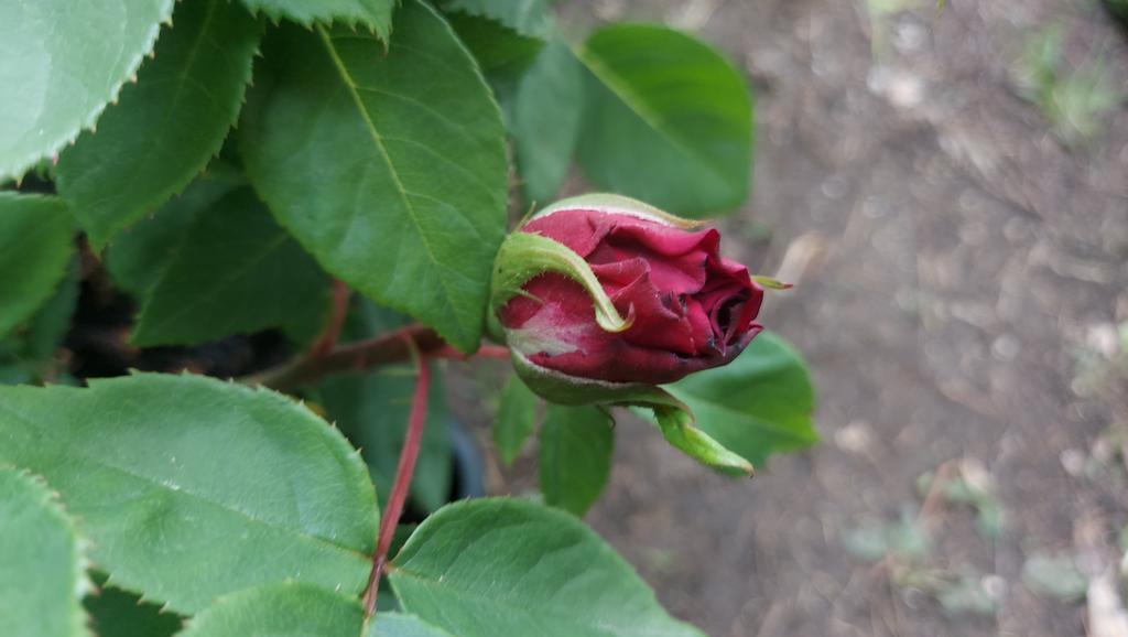 Today's Old #Rose is Arthur de Sansal. A low, compact (max height 3ft) Portland Damask with crimson to purple rosette-shaped double blooms. Bred by Scipion Cochet before 1855. Intensely fragrant, highly floriferous &amp; repeat flowering, it is a beauty. Perfect for a large pot🌹