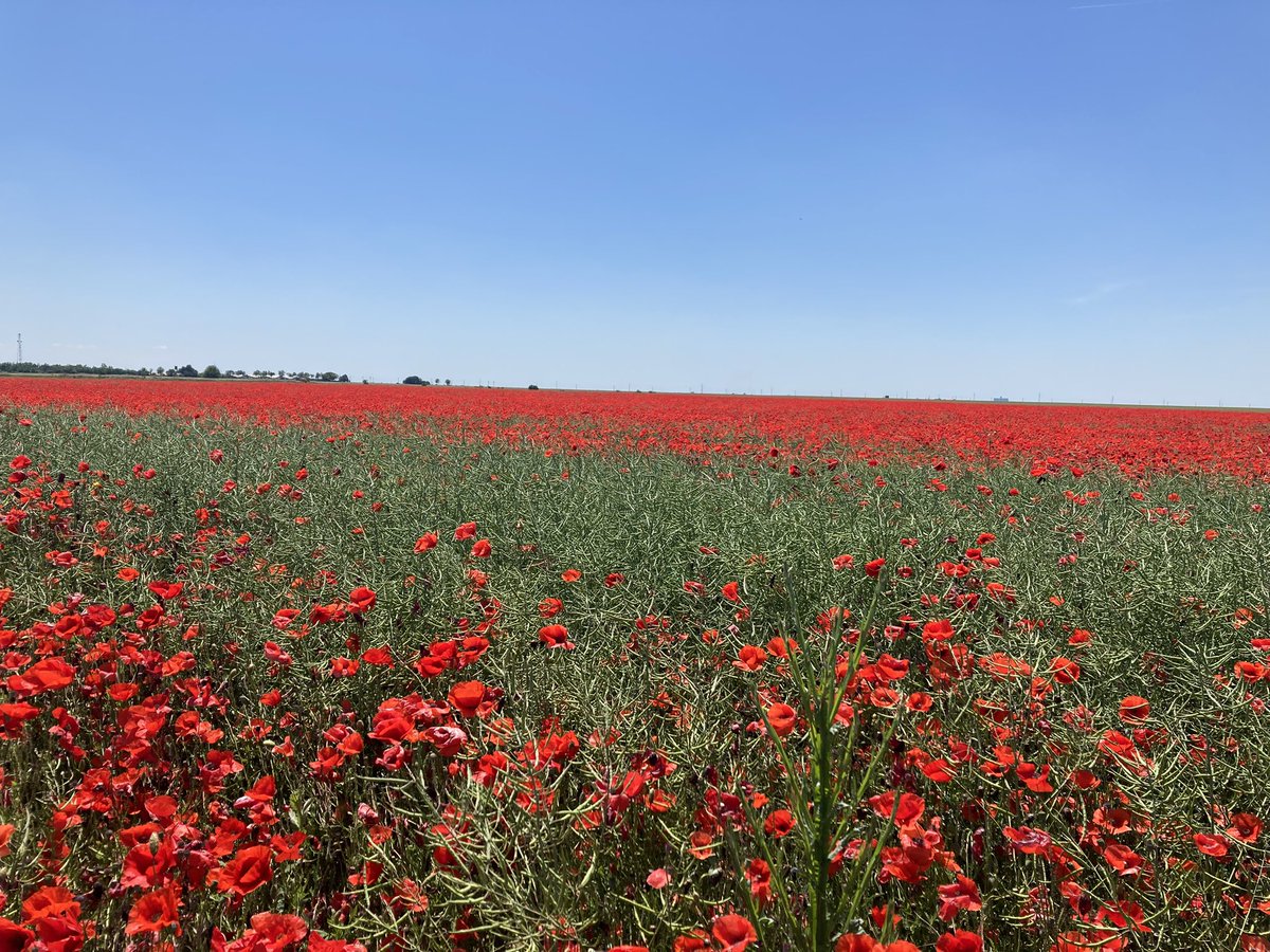 Sebastien Deraeve tweet media