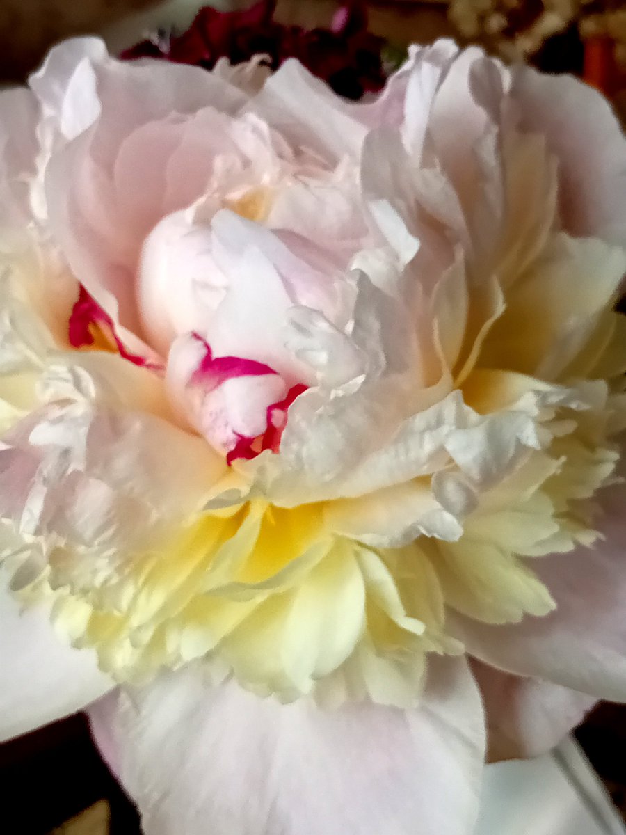 Катерина Галич tweet media