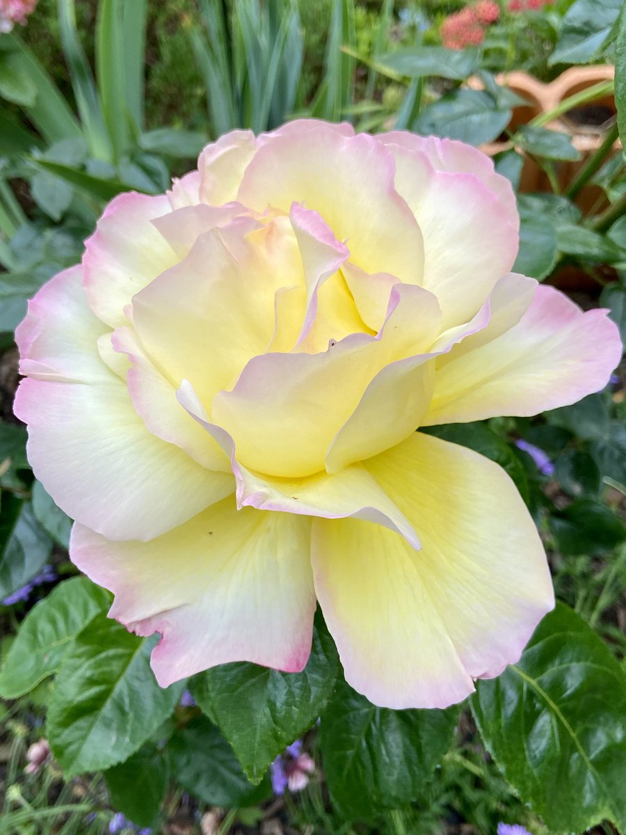 I hope you like this stunning rose from my garden . Have a good day despite the rain. #nature #flowerpictures #gardens