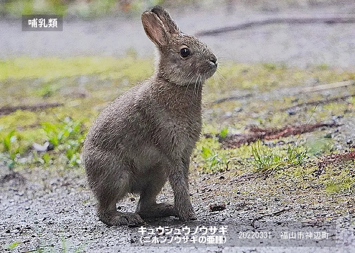 地域の生物多様性シンポジウム実行委員会 tweet media