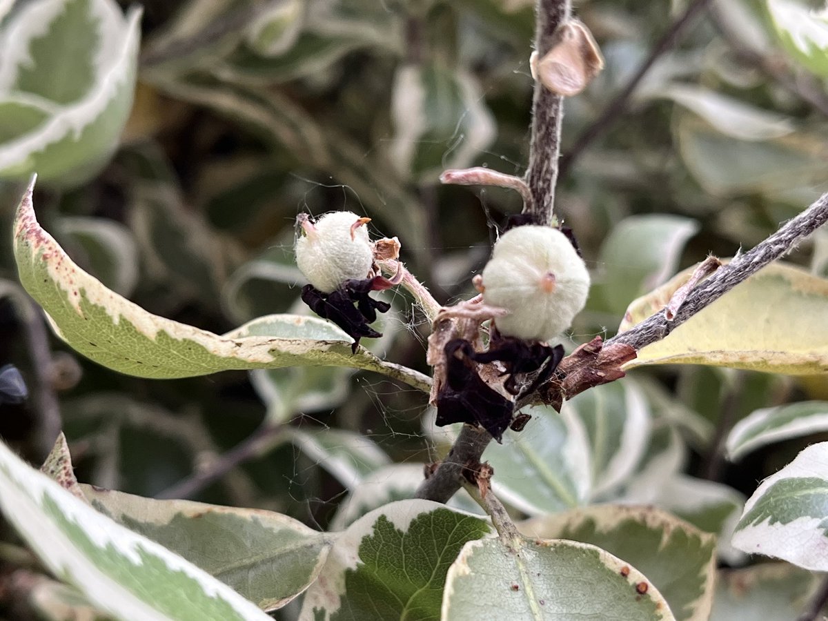 Variegated black matipo with young fruit