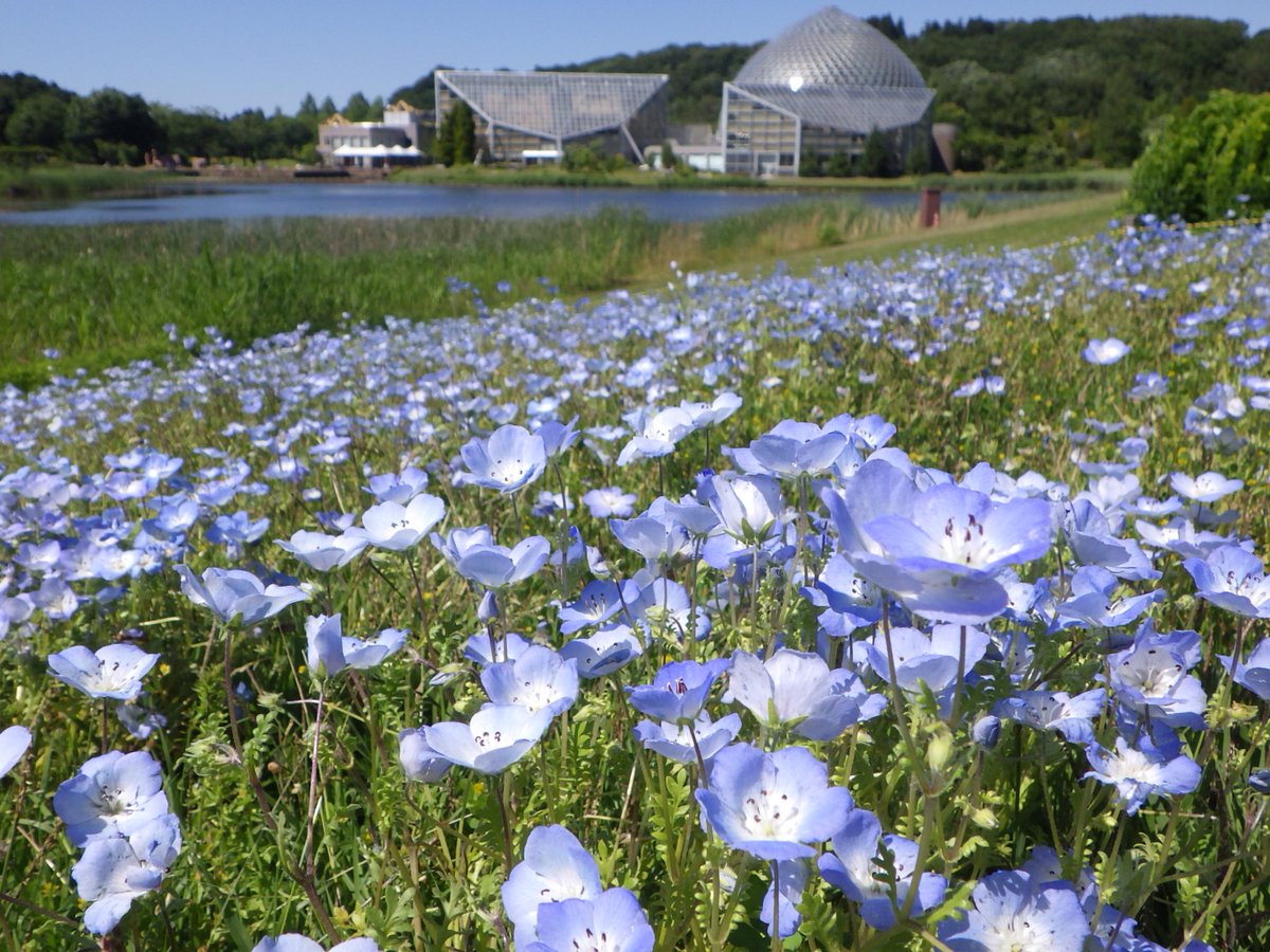 開花情報・園地】 5月上旬に咲き始めた ＃ネモフィラ が大きく広がり