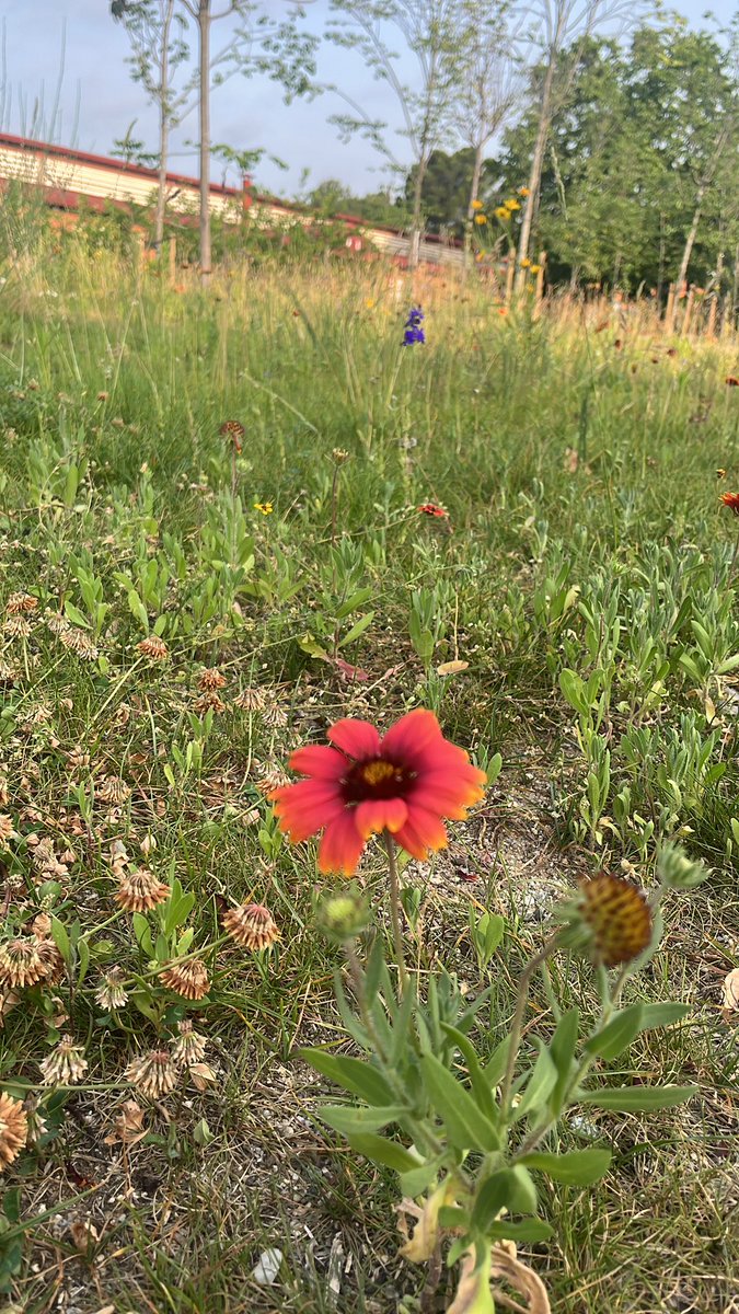 Ja en la <a href="/UABBarcelona/">Universitat Autònoma de Barcelona</a> per al congrés de <a href="/grupGlossa/">Grup de recerca Glossa | UVic-UCC</a> WCF25! 👏🏻