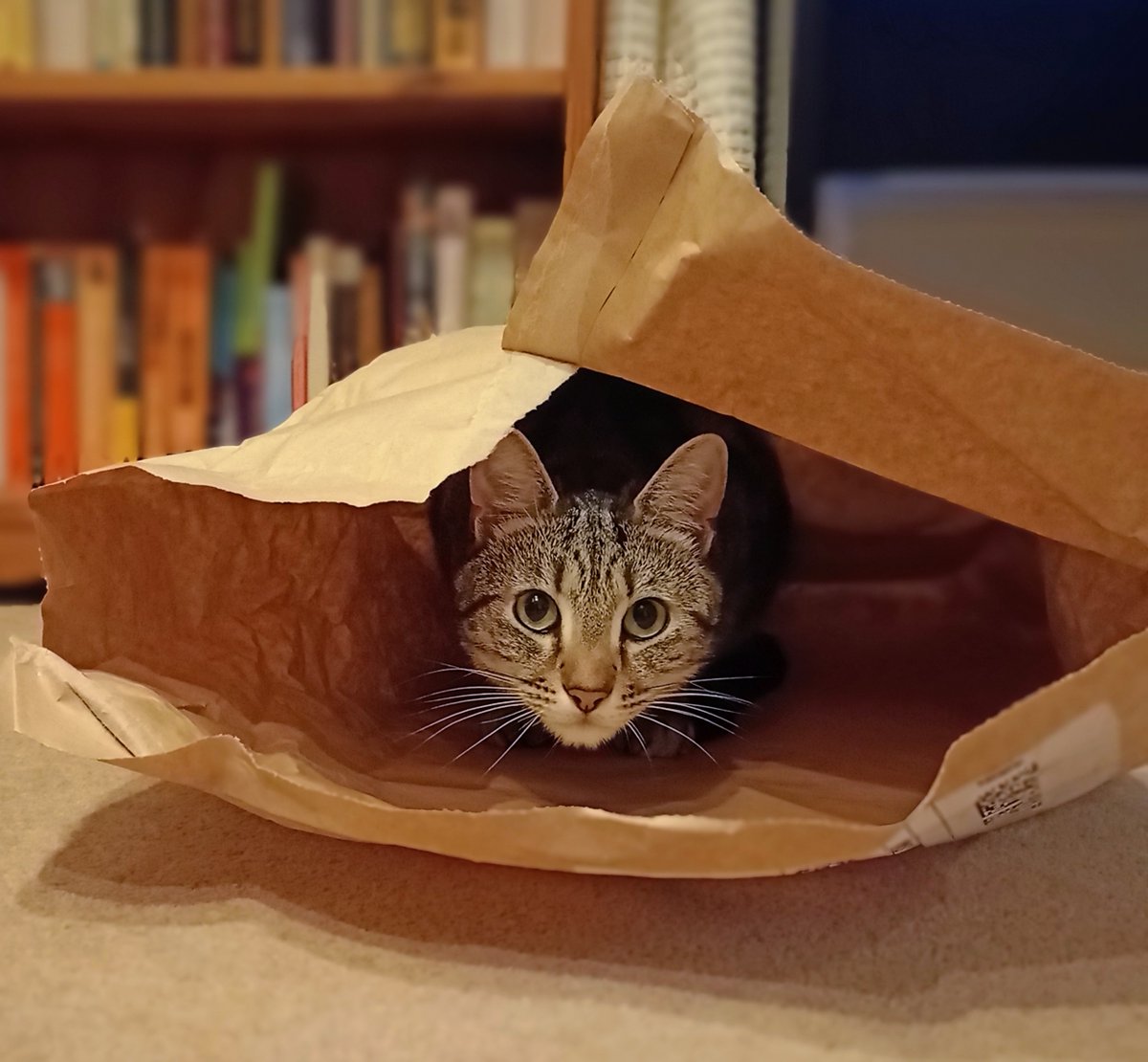 Maveriquito's tweet photo. Parcel arrived 
#Cat https://t.co/AYVctqOAyN