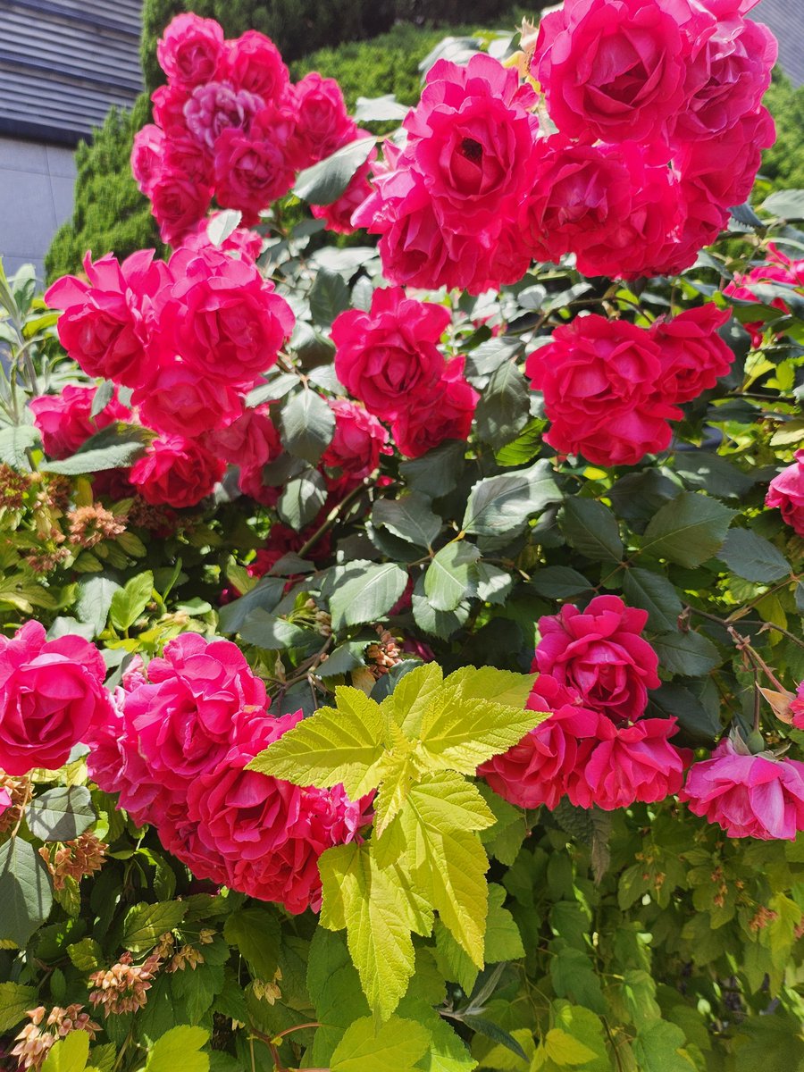 수원화성박물관에 여름이 찾아왔습니다🌹
예쁜 장미도 구경하고, 다양한 전시와 프로그램이 준비된 수원화성박물관도 즐겨보세요❣