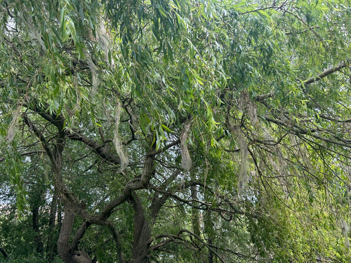Day 5 #30DaysWild took these photographs of some tree webs, can anyone identify what the insects &amp; trees are🌳🕸️🪳