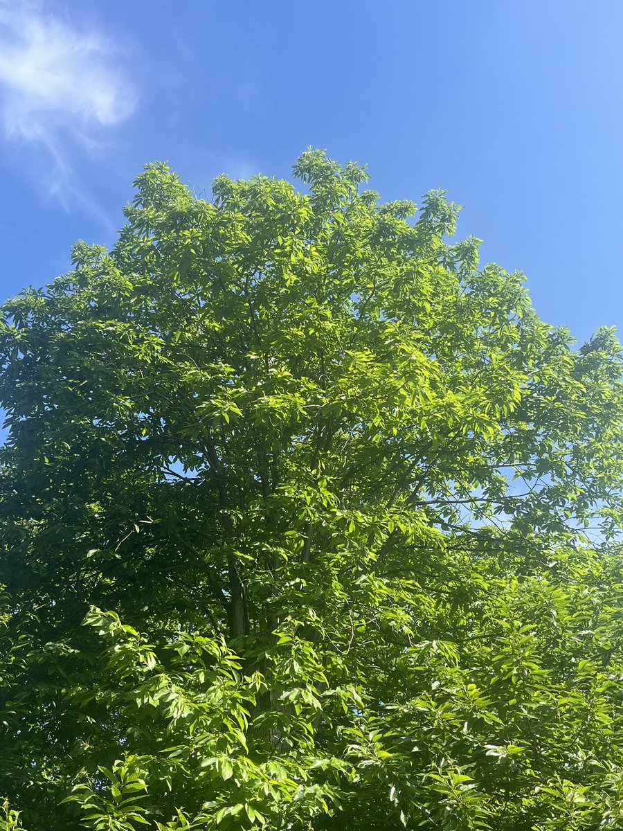 Castagnina_'s tweet photo. Above a beautiful #thintrunkthursday ! Basgi orezzinchi #chestnuttree https://t.co/my2mHXUUKT