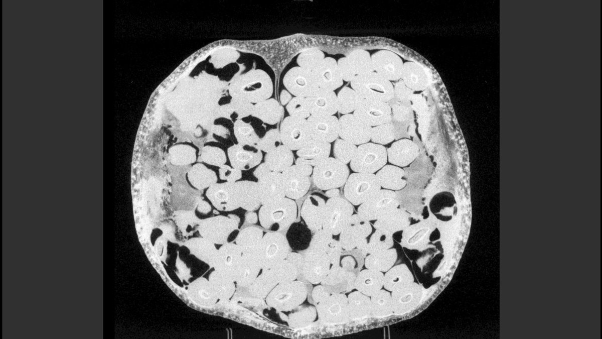XsightXray tweet media