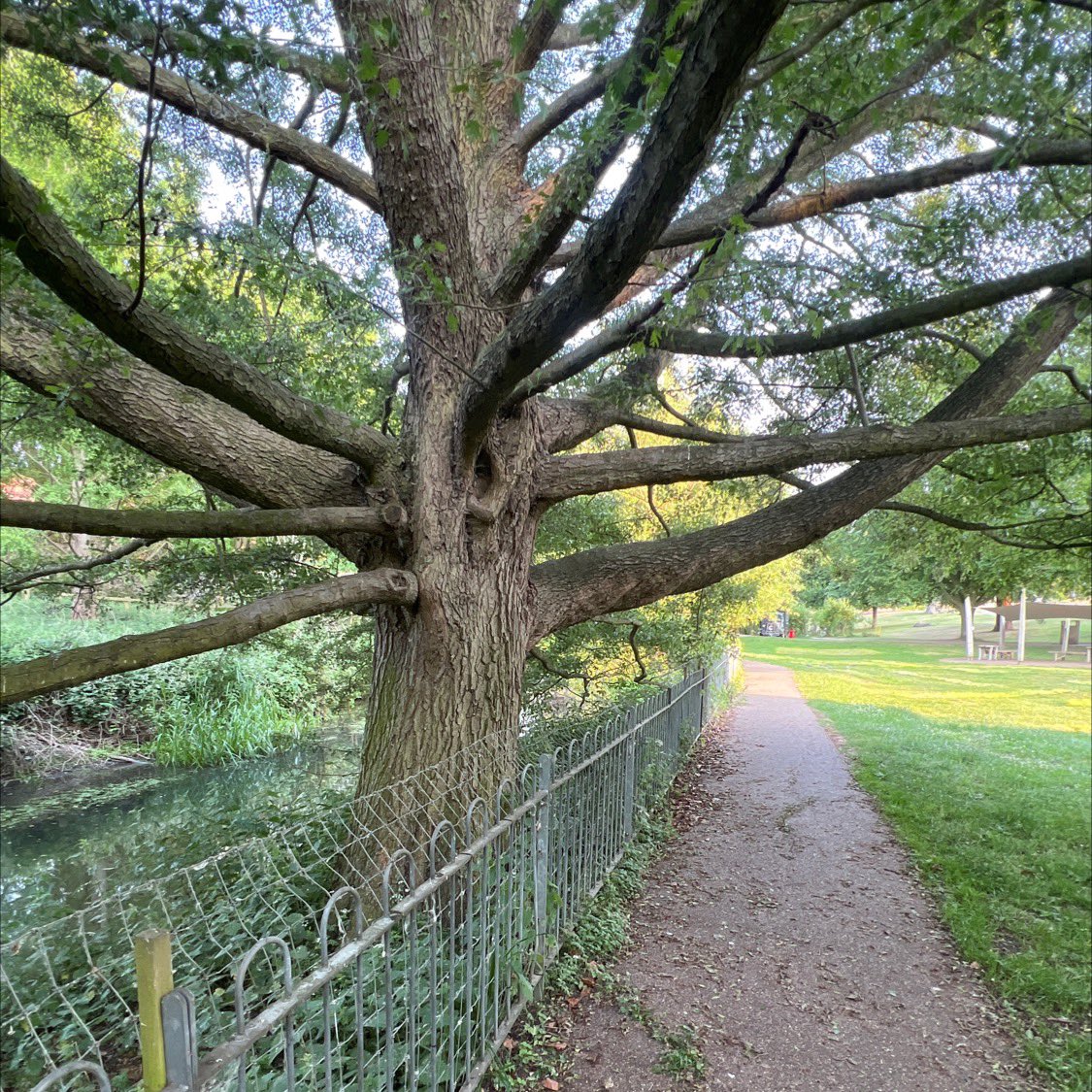 TiCLme's tweet image. Blown away by the fabulous trees in Abbey Gardens @BuryinBloom 🌳🌲🤩

Hope we’ll see a #treetrail map and app guide there soon  ?🤞

x.com/ticlme/status/…