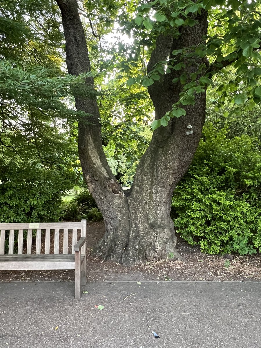 TiCLme's tweet image. Blown away by the fabulous trees in Abbey Gardens @BuryinBloom 🌳🌲🤩

Hope we’ll see a #treetrail map and app guide there soon  ?🤞

x.com/ticlme/status/…