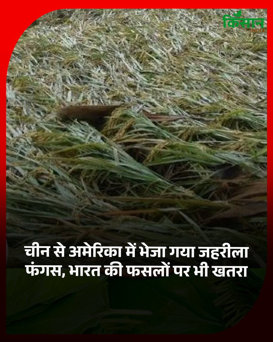 Kisan India ( рджреЗрд╢ рдХреА рд╢рд╛рди рд╣рдорд╛рд░рд╛ рдХрд┐рд╕рд╛рди ) (@kisanindianews) on Twitter photo рдЪреАрди рд╕реЗ рдЕрдореЗрд░рд┐рдХрд╛ рдореЗрдВ рднреЗрдЬрд╛ рдЧрдпрд╛ рдЬрд╣рд░реАрд▓рд╛ рдлрдВрдЧрд╕, рднрд╛рд░рдд рдХреА рдлрд╕рд▓реЛрдВ рдкрд░ рднреА рдЦрддрд░рд╛- рдЬрд╛рдирд┐рдП рдХреНрдпрд╛ рд╣реИ рдХреГрд╖рд┐ рдЖрддрдВрдХрд╡рд╛рдж?
#KisanIndia #KisanNews #AgriNews #AgriUpdate
kisanindia.in/india/china-toтАж рдЪреАрди рд╕реЗ рдЕрдореЗрд░рд┐рдХрд╛ рдореЗрдВ рднреЗрдЬрд╛ рдЧрдпрд╛ рдЬрд╣рд░реАрд▓рд╛ рдлрдВрдЧрд╕, рднрд╛рд░рдд рдХреА рдлрд╕рд▓реЛрдВ рдкрд░ рднреА рдЦрддрд░рд╛- рдЬрд╛рдирд┐рдП рдХреНрдпрд╛ рд╣реИ рдХреГрд╖рд┐ рдЖрддрдВрдХрд╡рд╛рдж?
#KisanIndia #KisanNews #AgriNews #AgriUpdate
kisanindia.in/india/china-toтАж