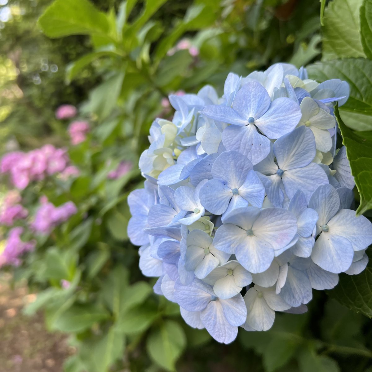 のこのこ。紫陽花リクエスト７点 東京北区観光協会 ー PR Station on X