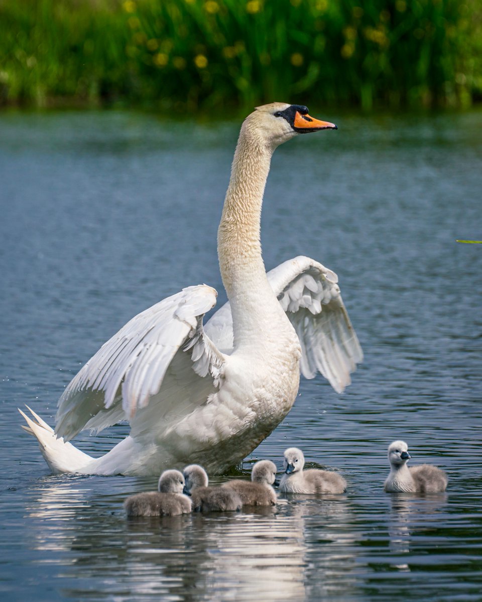 Good morning! 😊
Sadly only one of these gorgeous cygnets has survived, but here is the full clutch in the early days, under the close protection of mama swan.
<a href="/theroyalparks/">The Royal Parks</a> 
#bushypark
#cygnets