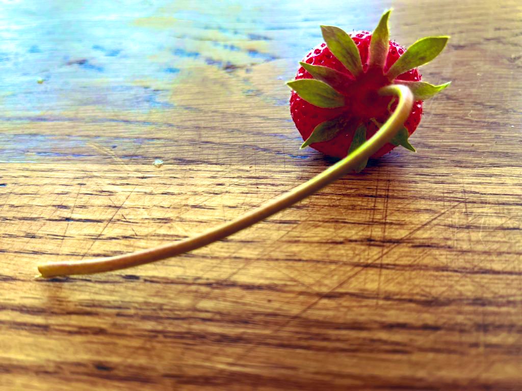 Apis bee consultancy tweet media