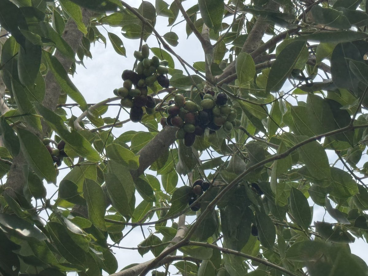 We planted this as part of #Harithaharam 

#Greenchallenge