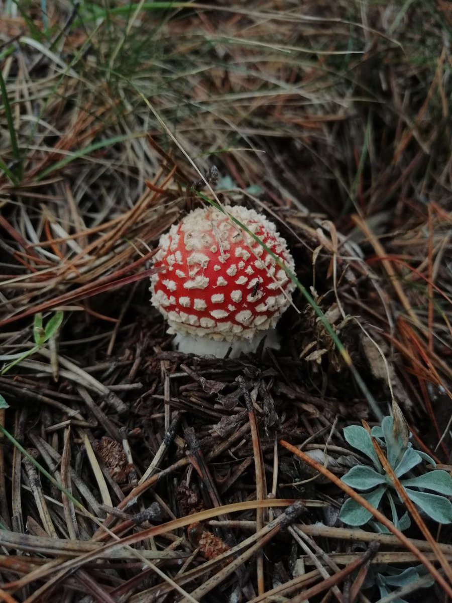 Agrotecnio Research Centre (@agrotecnio) on Twitter photo 🌲🍄New study by <a href="/Agrotecnio/">Agrotecnio Research Centre</a> <a href="/UdL_info/">Universitat de Lleida (UdL)</a> & <a href="/ctforestal/">CTFC</a> reveals climate & topography, not forest management, drive mushroom production & spore dispersal in black pine forests
Key for fungal biodiversity conservation!
agrotecnio.org/2025/06/05/cli…
#ForestScience #Mycology #Biodiversity 🌲🍄New study by <a href="/Agrotecnio/">Agrotecnio Research Centre</a> <a href="/UdL_info/">Universitat de Lleida (UdL)</a> & <a href="/ctforestal/">CTFC</a> reveals climate & topography, not forest management, drive mushroom production & spore dispersal in black pine forests
Key for fungal biodiversity conservation!
agrotecnio.org/2025/06/05/cli…
#ForestScience #Mycology #Biodiversity