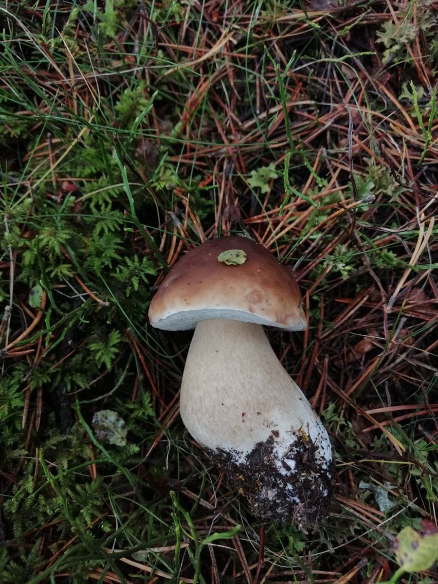 Agrotecnio Research Centre tweet media