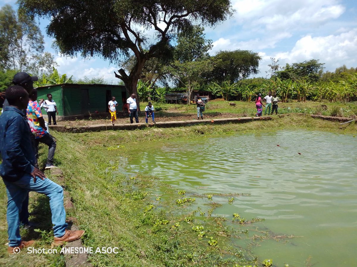 🌿Hands-on Learning🌿
We visited Siginga Farm to boost skills in smart jiko building, poultry care, mixed farming, &amp; fish ponds.6 smart jikos &amp; rabbits were donated. 
Now, we empowered our champions to estsblish learning hubs in widow homesteads.
Thanks <a href="/ForumCiv/">ForumCiv</a> !