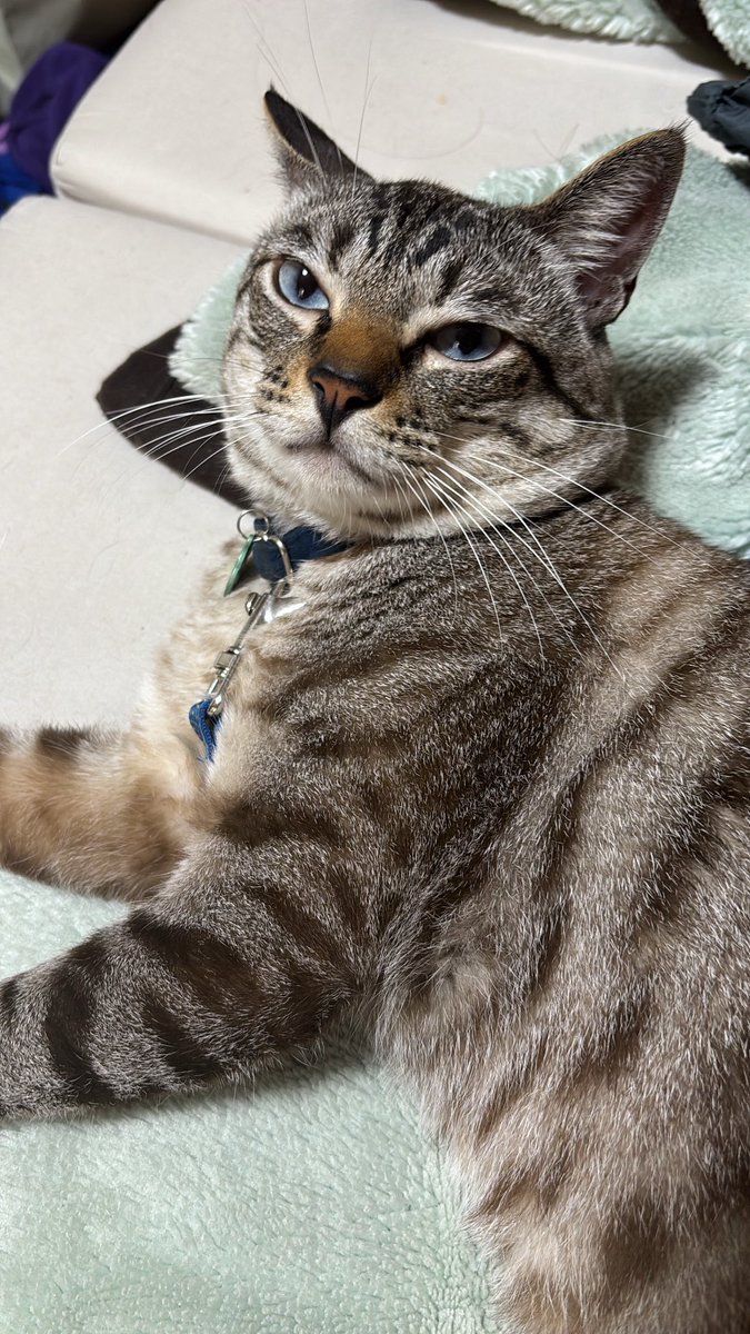 Rinkaa_maedaa's tweet photo. #にゃんプロ https://t.co/6rMKeigBqO