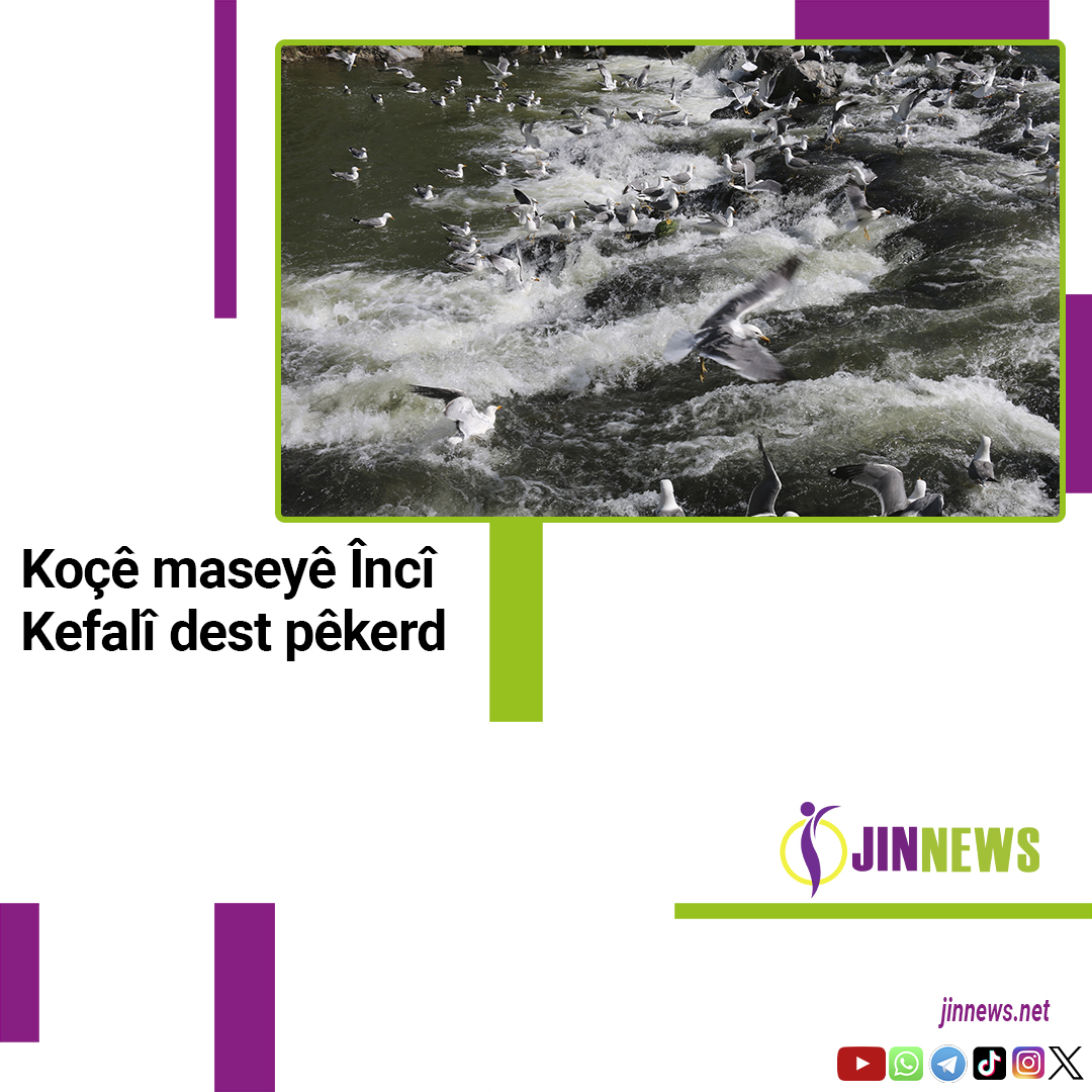 🔵Koçê maseyê Încî Kefalî dest pêkerd  

#Jinnewshaber #İnciKefali 

<a href="/TurkceJinnews/">JINNEWS</a> 

jinnews.net/za/HME-XEBER/c…