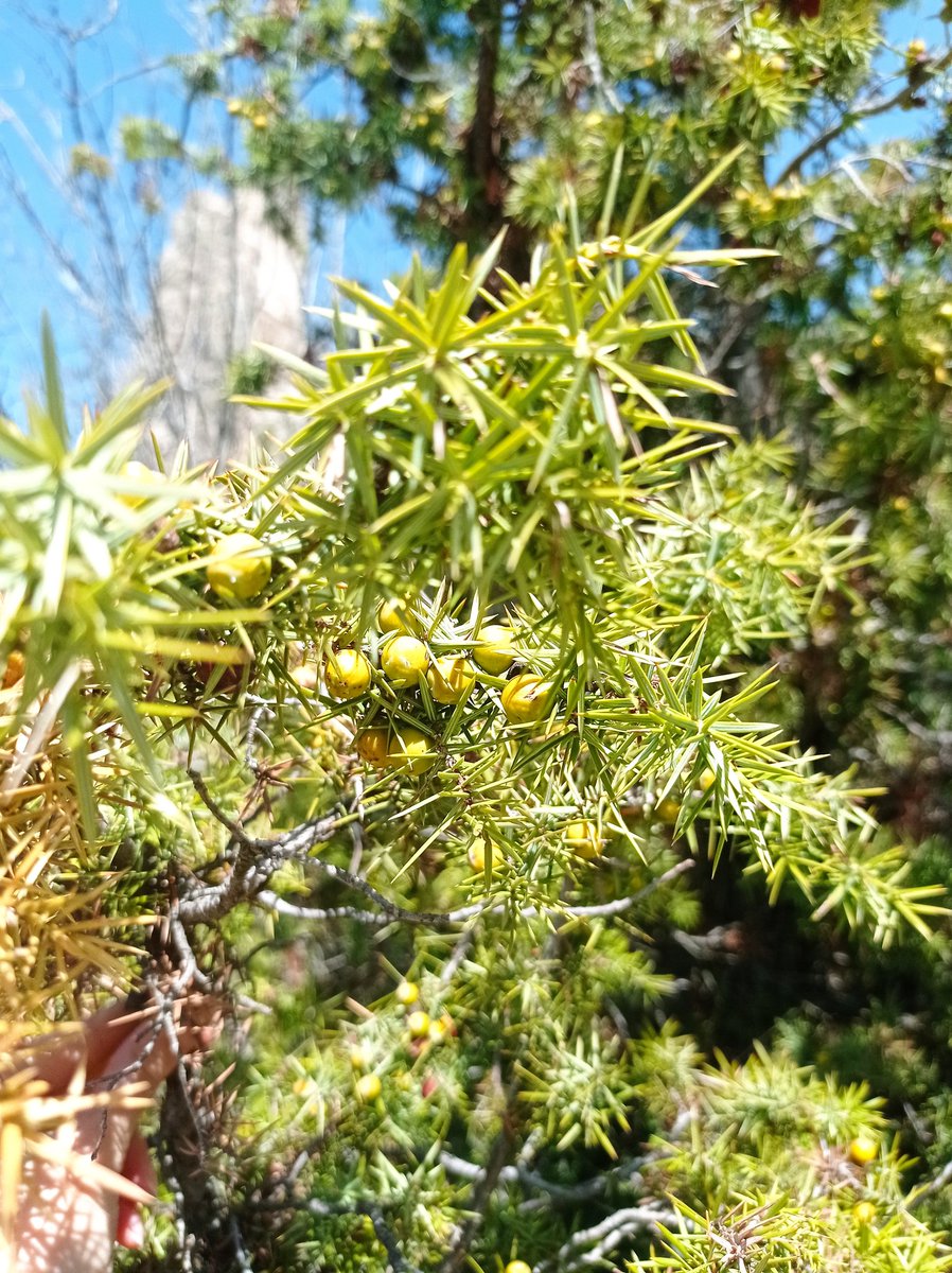 mTlsulTan's tweet photo. Euphorbia, Juniperus
#naturetrip https://t.co/APOqoPTFJY
