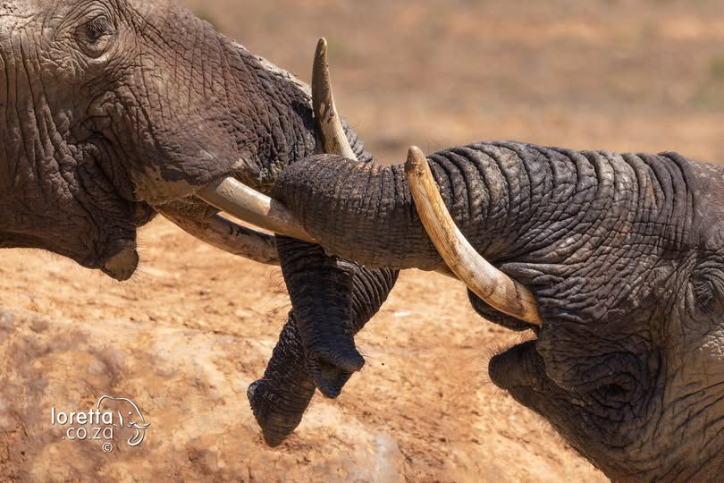 An #ellie entanglement 😂🐘📷Loretta Jakubiec #AddoElephantNationalPark #LiveYourWild <a href="/SANParks/">SANParks</a>