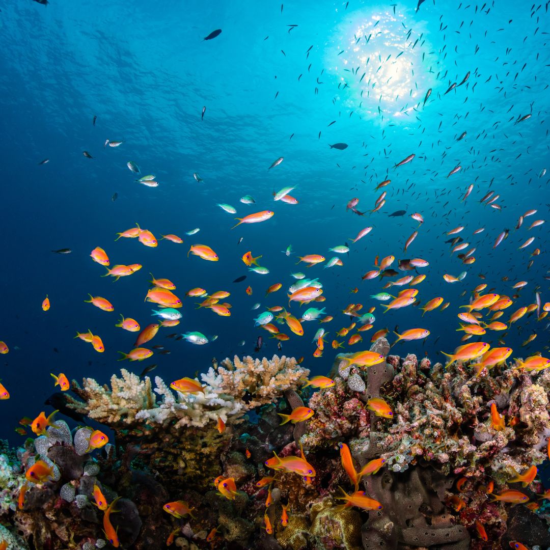 Kandolhu's tweet photo. Dive into the vibrant house reef of Kandolhu—where marine life thrives.
#KandolhuReef #SnorkelAdventure #MaldivesMarineLife #UnderwaterWonders #NooviluSports #VisitMaldives #KandolhuMaldives #HouseReef #Snorkelling https://t.co/y5DeTzlxZh