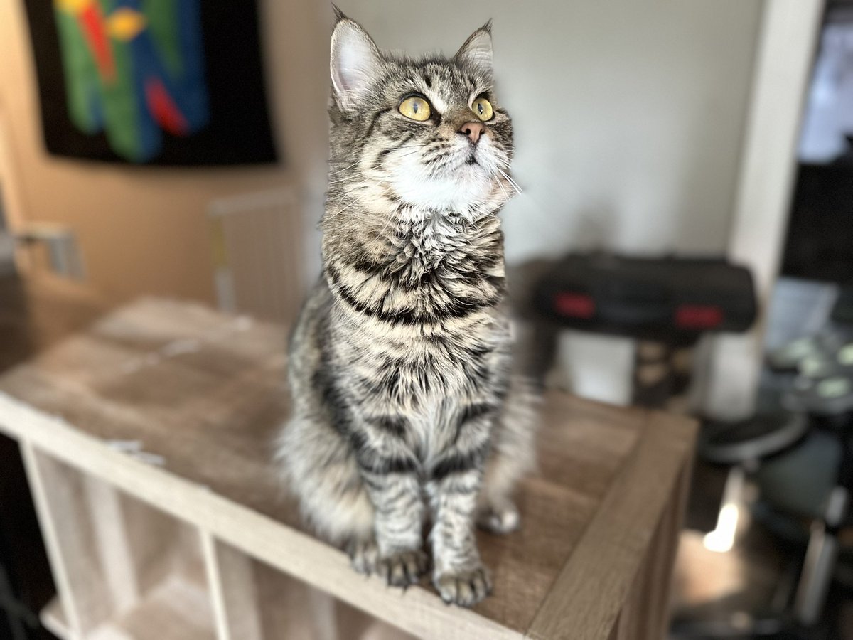 Phoenix (@serotoninreads) on Twitter photo 